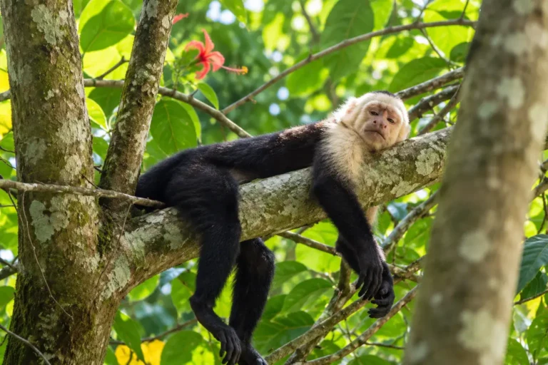 White-Faced Capuchins in the Transitional Forest