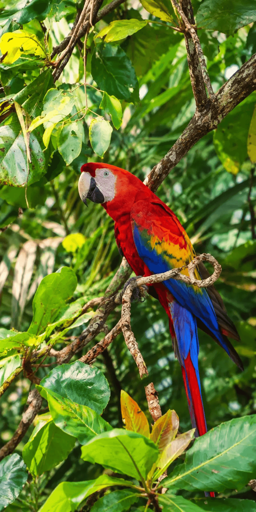 Scarlet macaw in tropical rainforest wildlife