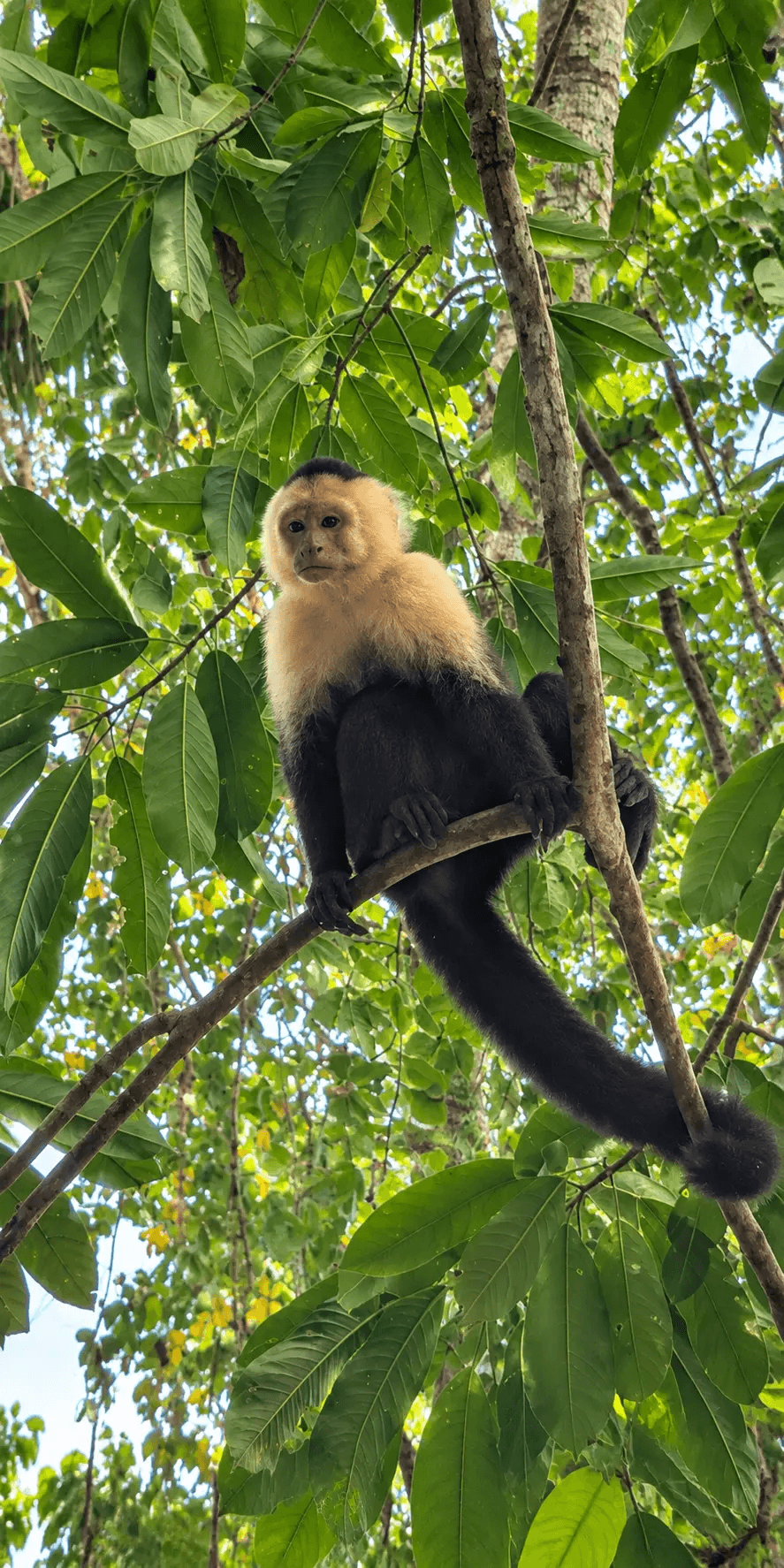 White-faced capuchin monkey in tropical rainforest